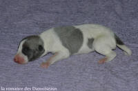 NOUVEAUX NES: TOUT PETIT CHIOTS WHIPPET A RESERVER