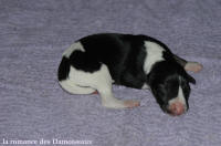 NOUVEAUX NES: TOUT PETIT CHIOTS WHIPPET A RESERVER