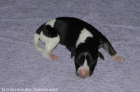 NOUVEAUX NES: TOUT PETIT CHIOTS WHIPPET A RESERVER