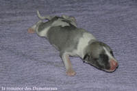 NOUVEAUX NES: TOUT PETIT CHIOTS WHIPPET A RESERVER