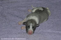 NOUVEAUX NES: TOUT PETIT CHIOTS WHIPPET A RESERVER