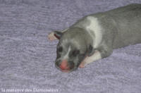 NOUVEAUX NES: TOUT PETIT CHIOTS WHIPPET A RESERVER