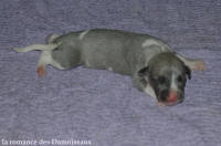 NOUVEAUX NES: TOUT PETIT CHIOTS WHIPPET A RESERVER