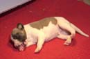 chiot Whippet