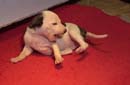 chiot Whippet