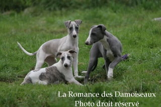 3 CHIOTS WHIPPET ISSUS DE L4 ELEVAGE DE LA ROMANCE DES DAMOISEAUX