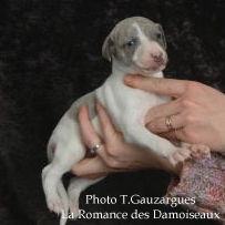 PHOTO CHIOT WHIPPET ISSU DE L ELEVAGE DE LA ROMANCE DES DAMOISEAUX