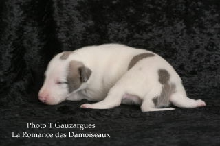 PHOTO CHIOT WHIPPET ISSU DE L ELEVAGE DE LA ROMANCE DES DAMOISEAUX