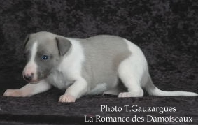 PHOTO CHIOT WHIPPET ISSU DE L ELEVAGE DE LA ROMANCE DES DAMOISEAUX