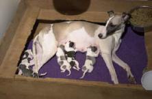 SAL ET SES CHIOTS WHIPPET A LA NAISSANCE