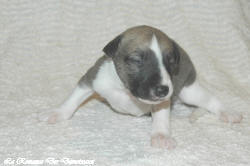 Chiot whippet La Romance des Damoiseaux