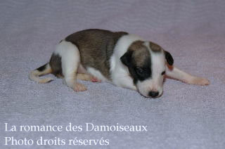 Chiot Whippet bicolore Disponible