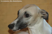 WHIPPET TOLERENCE DE LA ROMANCE DES DAMOISEAUX