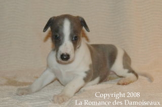 CHIOT WHIPPET ISSU DE L ELEVAGE DE LA ROMANCE DES DAMOISEAUX