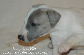 CHIOT WHIPPET ISSU DE L ELEVAGE DE LA ROMANCE DES DAMOISEAUX