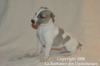 CHIOT WHIPPET ISSU DE L ELEVAGE DE LA ROMANCE DES DAMOISEAUX