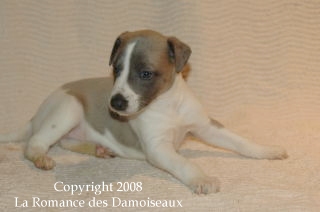 CHIOT WHIPPET ISSU DE L ELEVAGE DE LA ROMANCE DES DAMOISEAUX