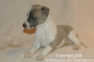 CHIOT WHIPPET ISSU DE L ELEVAGE DE LA ROMANCE DES DAMOISEAUX