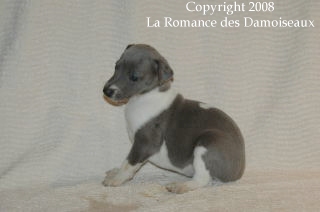 CHIOT WHIPPET ISSU DE L ELEVAGE DE LA ROMANCE DES DAMOISEAUX