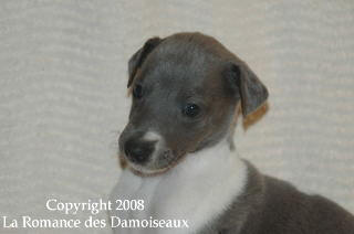 CHIOT WHIPPET ISSU DE L ELEVAGE DE LA ROMANCE DES DAMOISEAUX