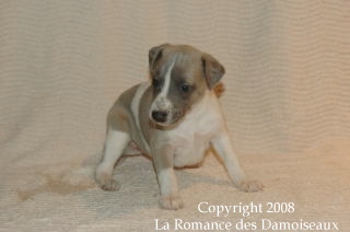 CHIOT WHIPPET ISSU DE L ELEVAGE DE LA ROMANCE DES DAMOISEAUX