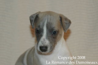 CHIOT WHIPPET ISSU DE L ELEVAGE DE LA ROMANCE DES DAMOISEAUX