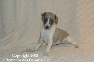 CHIOT WHIPPET ISSU DE L ELEVAGE DE LA ROMANCE DES DAMOISEAUX