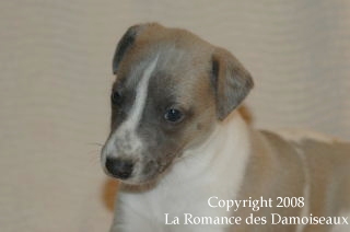 CHIOT WHIPPET ISSU DE L ELEVAGE DE LA ROMANCE DES DAMOISEAUX