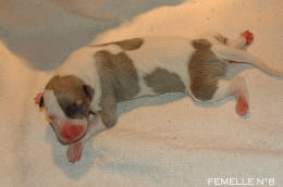 chiot Whippet