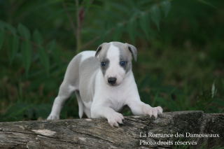 CHIOT WHIPPET ELEVAGE DE LA ROMANCE DES DAMOISEAUX