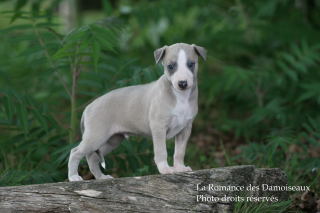 CHIOT WHIPPET ELEVAGE DE LA ROMANCE DES DAMOISEAUX