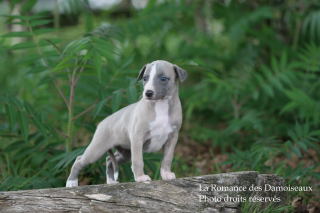 CHIOT WHIPPET ELEVAGE DE LA ROMANCE DES DAMOISEAUX