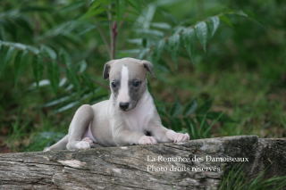 CHIOT WHIPPET ELEVAGE DE LA ROMANCE DES DAMOISEAUX