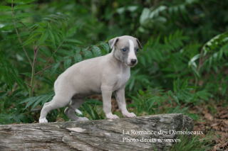 CHIOT WHIPPET ELEVAGE DE LA ROMANCE DES DAMOISEAUX