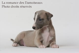 CHIOT WHIPPET ISSU DE L ELEVAGE DE LA ROMANCE DES DAMOISEAUX