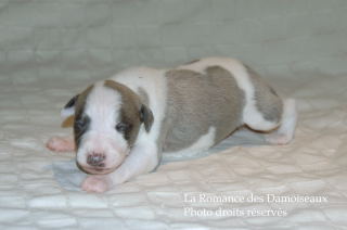CHIOT WHIPPET DISPONIBLE A L ELEVAGE LA ROMANCE DES DAMOISEAUX