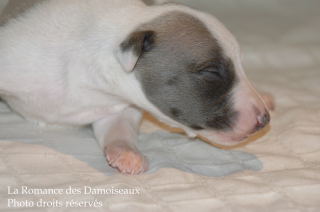 CHIOT WHIPPET DISPONIBLE A L ELEVAGE LA ROMANCE DES DAMOISEAUX