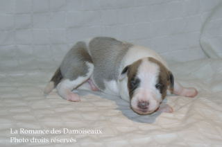 CHIOT WHIPPET DISPONIBLE A L ELEVAGE LA ROMANCE DES DAMOISEAUX