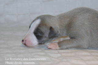 CHIOT WHIPPET DISPONIBLE A L ELEVAGE LA ROMANCE DES DAMOISEAUX