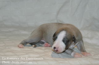CHIOT WHIPPET DISPONIBLE A L ELEVAGE LA ROMANCE DES DAMOISEAUX