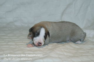 CHIOT WHIPPET DISPONIBLE A L ELEVAGE LA ROMANCE DES DAMOISEAUX