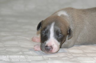 CHIOT WHIPPET DISPONIBLE A L ELEVAGE LA ROMANCE DES DAMOISEAUX
