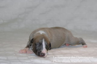 CHIOT WHIPPET DISPONIBLE A L ELEVAGE LA ROMANCE DES DAMOISEAUX
