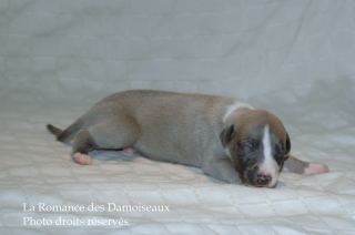 CHIOT WHIPPET DISPONIBLE A L ELEVAGE LA ROMANCE DES DAMOISEAUX