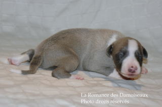 CHIOT WHIPPET DISPONIBLE A L ELEVAGE LA ROMANCE DES DAMOISEAUX