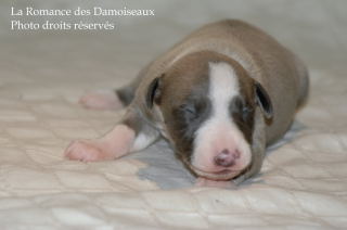CHIOT WHIPPET DISPONIBLE A L ELEVAGE LA ROMANCE DES DAMOISEAUX