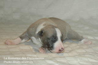 CHIOT WHIPPET DISPONIBLE A L ELEVAGE LA ROMANCE DES DAMOISEAUX