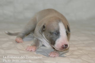 CHIOT WHIPPET DISPONIBLE A L ELEVAGE LA ROMANCE DES DAMOISEAUX