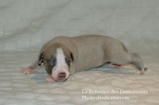CHIOT WHIPPET DISPONIBLE A L ELEVAGE LA ROMANCE DES DAMOISEAUX