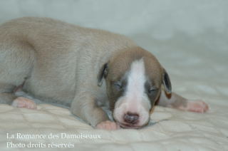 CHIOT WHIPPET DISPONIBLE A L ELEVAGE LA ROMANCE DES DAMOISEAUX